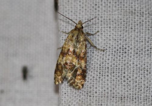 Réf. 327 437 : Aethes margarotana